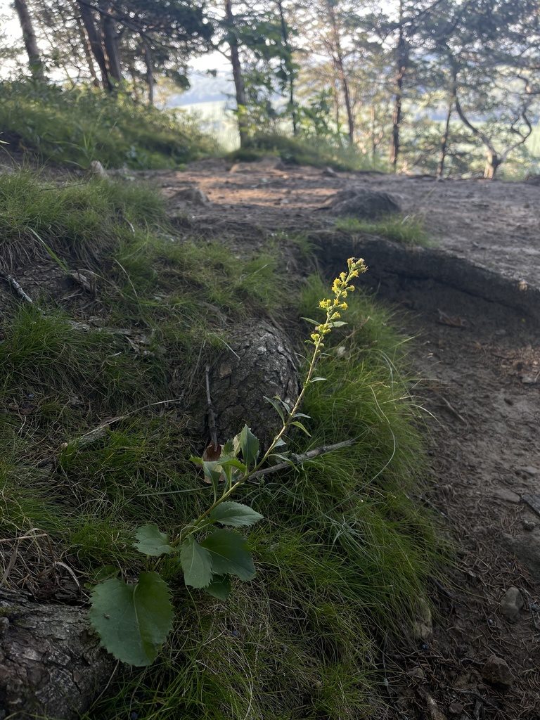 Solidago sciaphila, photographed by Brandon Corder