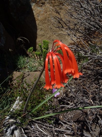 Cyrtanthus macowanii, photographed by Nicola van Berkel