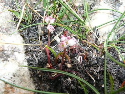 Lachenalia juncifolia, photographed by Tony Rebelo