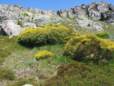 Cytisus oromediterraneus, photographed by José Luis Camaño