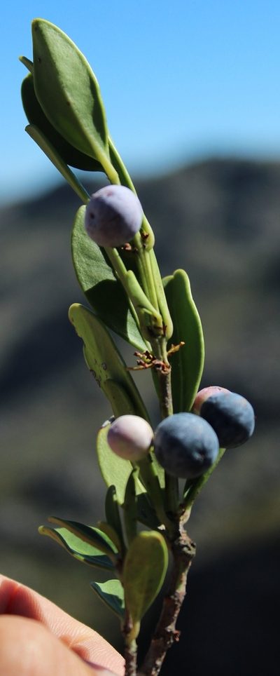 Cassine parvifolia, photographed by Tony Rebelo