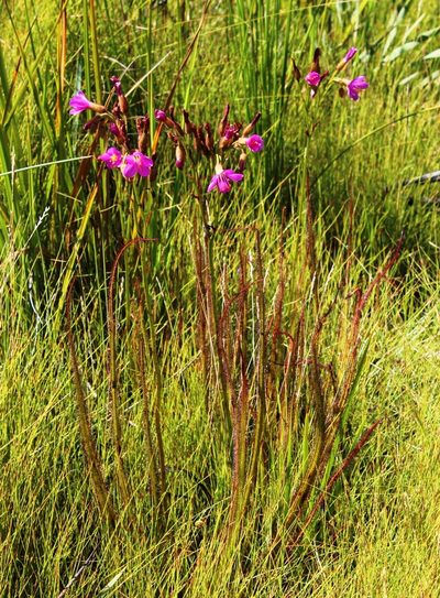 Drosera regia, photographed by Tony Rebelo
