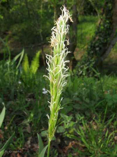Anthoxanthum amarum, photographed by José Luis Camaño
