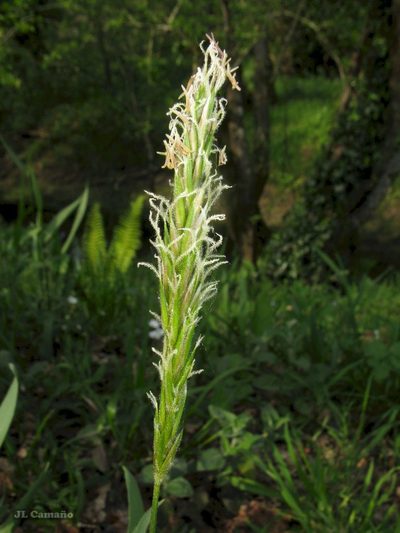 Anthoxanthum amarum, photographed by José Luis Camaño