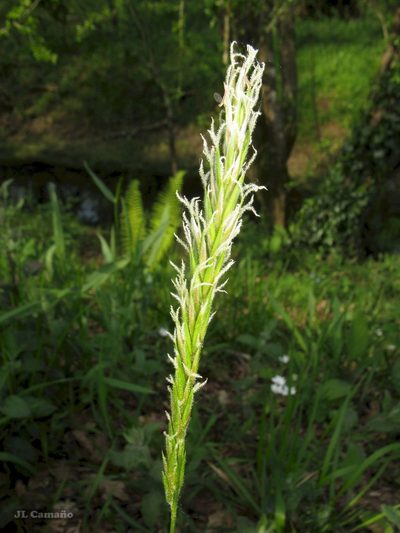Anthoxanthum amarum, photographed by José Luis Camaño