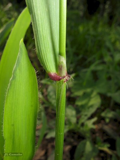 Anthoxanthum amarum, photographed by José Luis Camaño