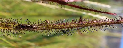 Drosera regia, photographed by Tony Rebelo