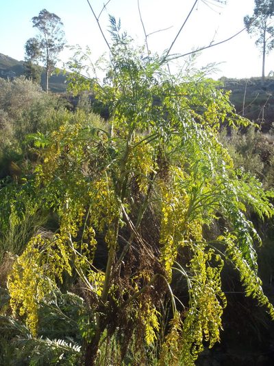 Notobubon gummiferum, photographed by Nicola van Berkel