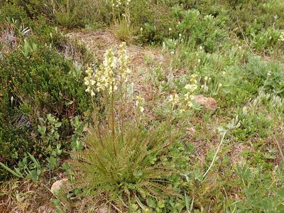 Pedicularis contorta, photographed by John Brew