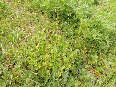 Gentiana calycosa, photographed by John Brew