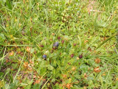 Gentiana calycosa, photographed by John Brew