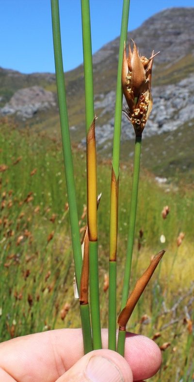 Elegia thyrsifera, photographed by Tony Rebelo