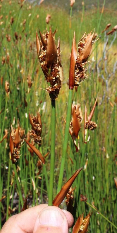 Elegia thyrsifera, photographed by Tony Rebelo