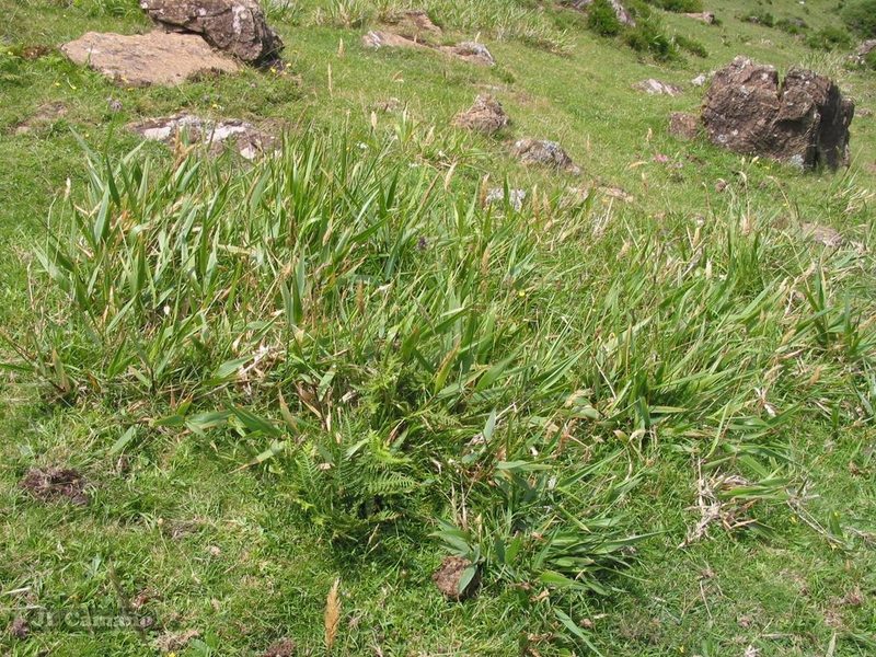 Anthoxanthum amarum, photographed by José Luis Camaño