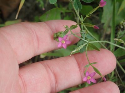 Centaurium pulchellum, photographed by Lynn Harper