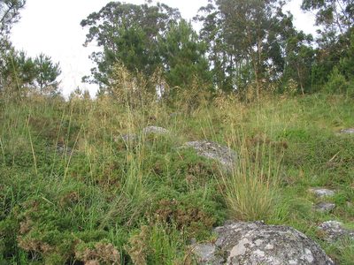 Celtica gigantea, photographed by José Luis Camaño