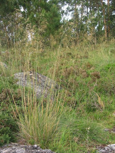 Celtica gigantea, photographed by José Luis Camaño