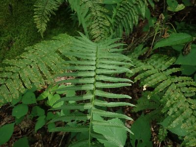 Diplaziopsis pycnocarpa, photographed by Lynn Harper