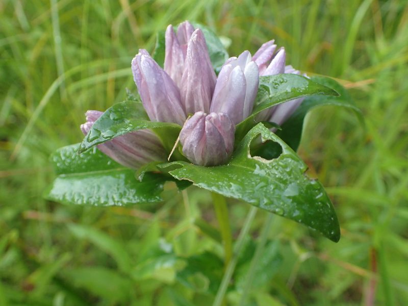 Gentiana rubricaulis, photographed by Allan Harris