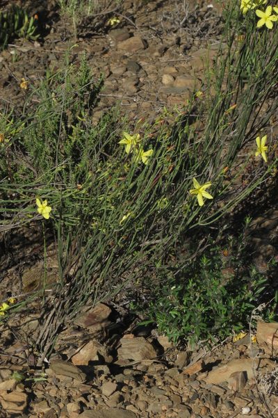 Menodora juncea, photographed by Brian du Preez