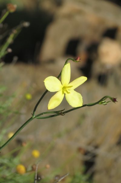 Menodora juncea, photographed by Brian du Preez