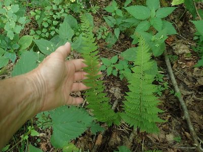 Cystopteris bulbifera, photographed by Lynn Harper