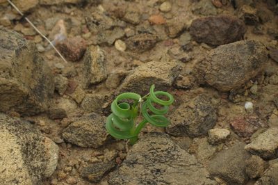 Coilonox concordianum, photographed by Brian du Preez