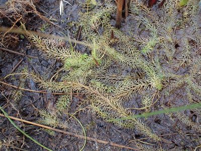 Utricularia intermedia, photographed by Allan Harris