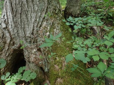 Sanicula trifoliata, photographed by Lynn Harper