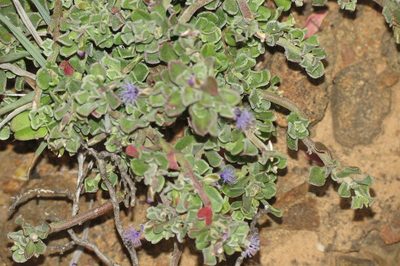 Polygala asbestina, photographed by Brian du Preez