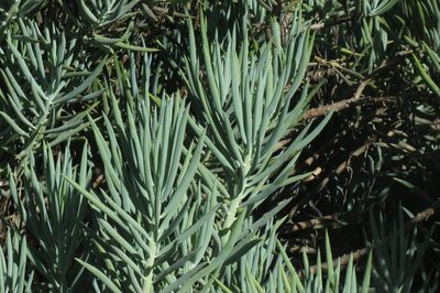 Kleinia ficoides, photographed by Brian du Preez