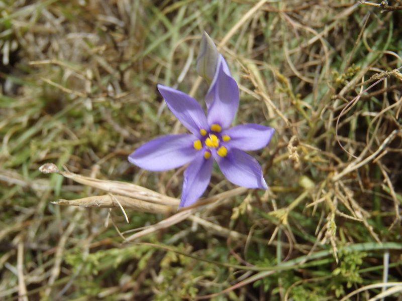 Moraea crispa, photographed by Nicola van Berkel
