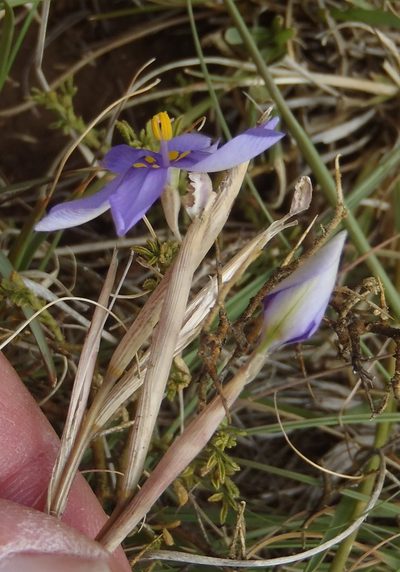 Moraea crispa, photographed by Nicola van Berkel