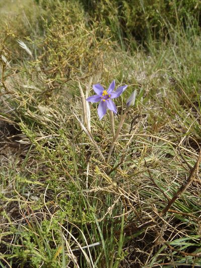 Moraea crispa, photographed by Nicola van Berkel