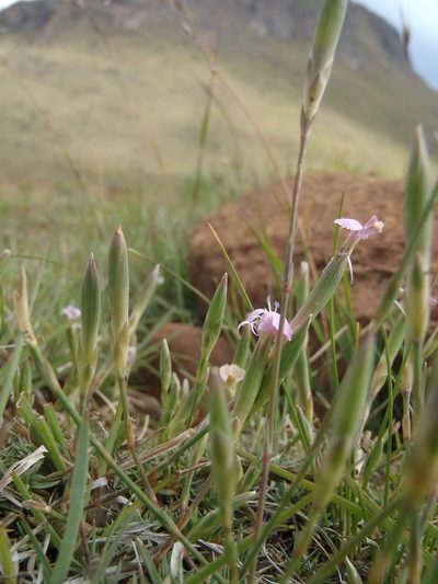 Dianthus micropetalus, photographed by Nicola van Berkel