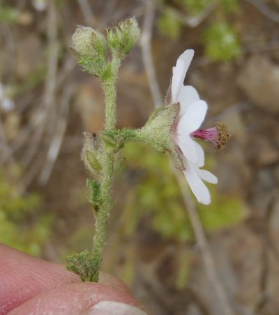 Anisodontea malvastroides, photographed by Nicola van Berkel