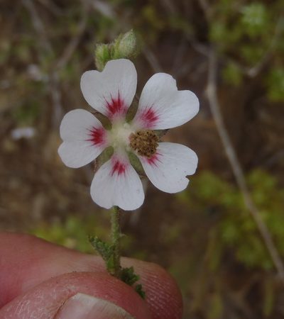 Anisodontea malvastroides, photographed by Nicola van Berkel