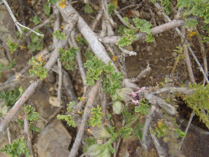 Anisodontea malvastroides, photographed by Nicola van Berkel