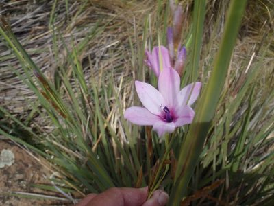 Dierama robustum, photographed by Nicola van Berkel