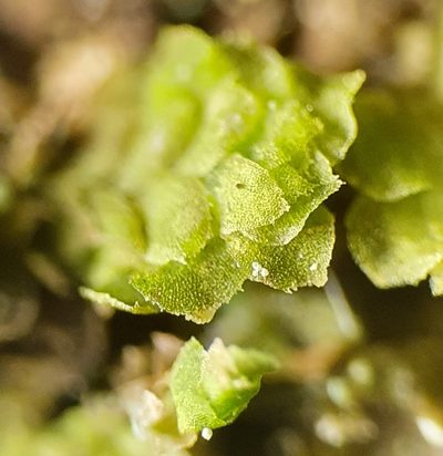 Scapania umbrosa, photographed by Jonathan Hughes