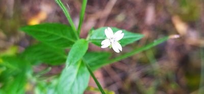 Epilobium pseudorubescens, photographed by Алексей Ябс