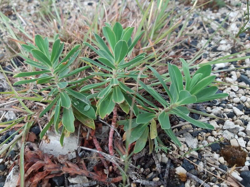 Euphorbia glareosa, photographed by Martin Scheuch