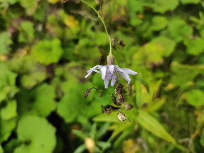 Lactuca sibirica, photographed by Valentin Kosterin