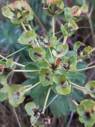 Euphorbia glareosa, photographed by Martin Scheuch