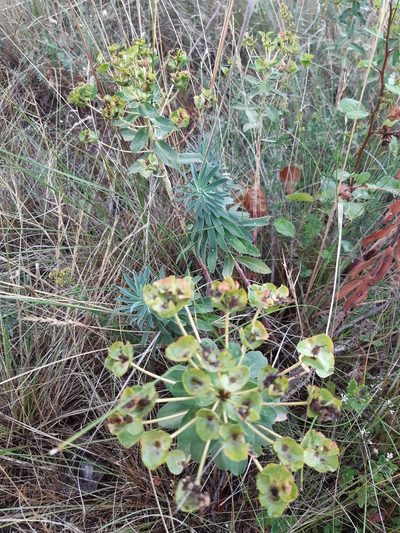 Euphorbia glareosa, photographed by Martin Scheuch
