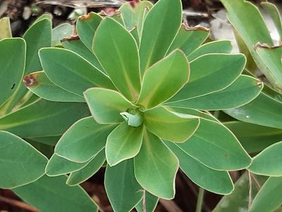 Euphorbia glareosa, photographed by Martin Scheuch