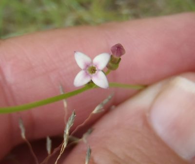Cordylostigma virgatum, photographed by Nicola van Berkel