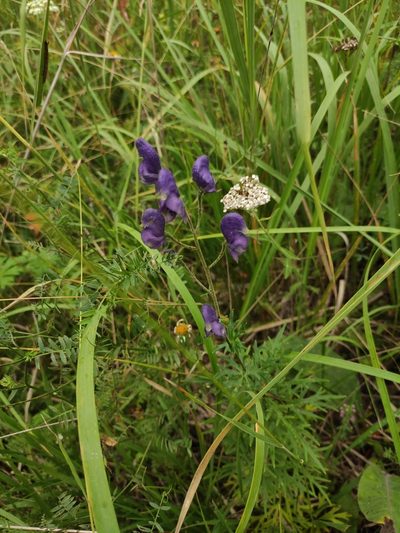 Aconitum baicalense, photographed by Юлия