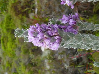 Amphithalea imbricata, photographed by Tony Rebelo