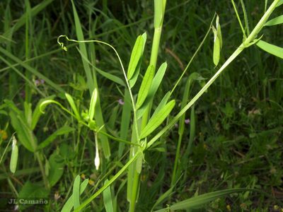 Vicia parviflora, photographed by José Luis Camaño